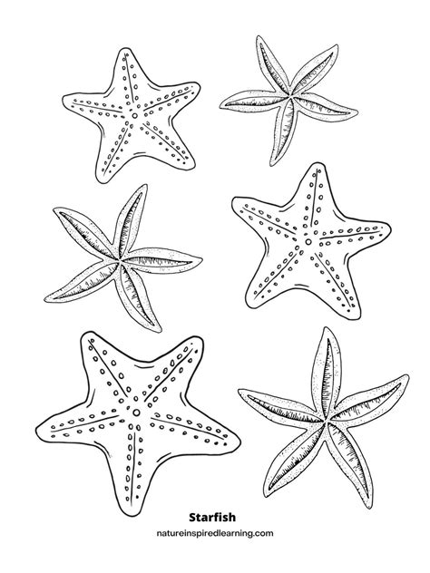 starfish coloring page printable