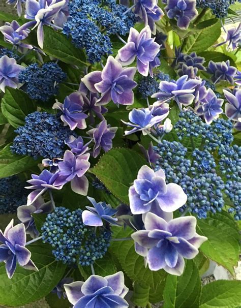 stargazer hydrangea
