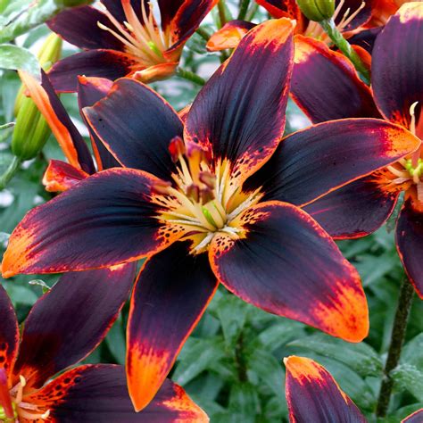 starlette asiatic lily