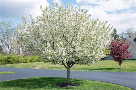 starlite crabapple