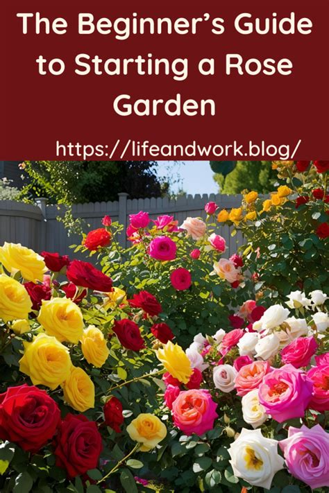 starting a rose garden