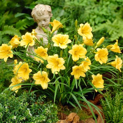 stella d oro daylily