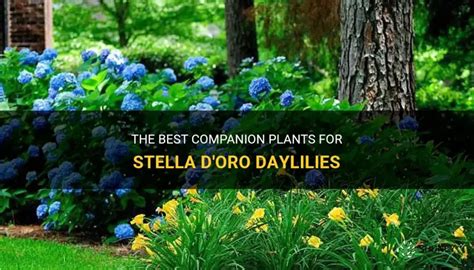 stella d oro daylily companion plant