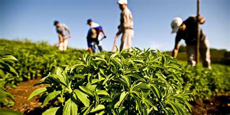 stevia farming profit