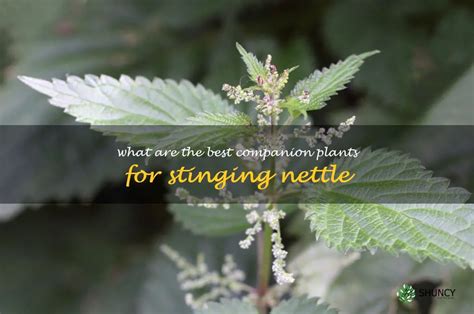 stinging nettle companion plant