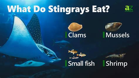 Stingray diet