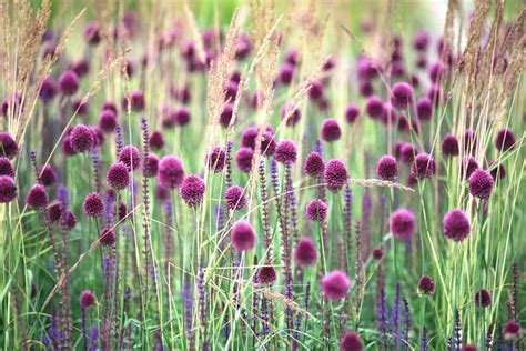 stipa tenuissima companion plants