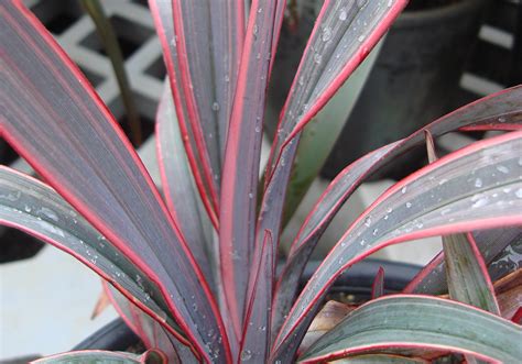 strappy leaf plants for shade