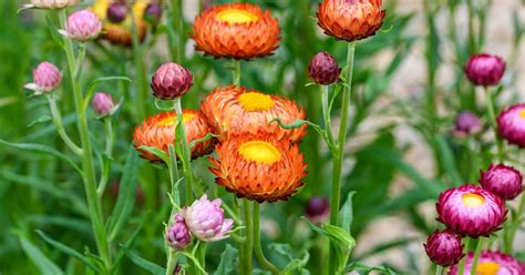 straw flowers seeds