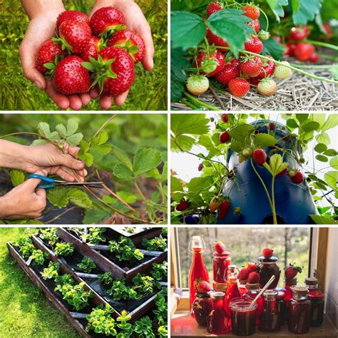 strawberries gardening hints and tips
