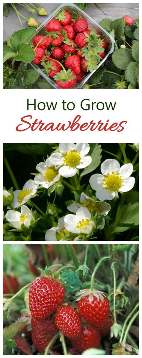 strawberries gardening hints and tips