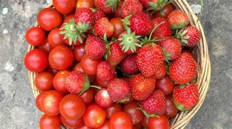 The Mystery of Strawberries Near Tomatoes