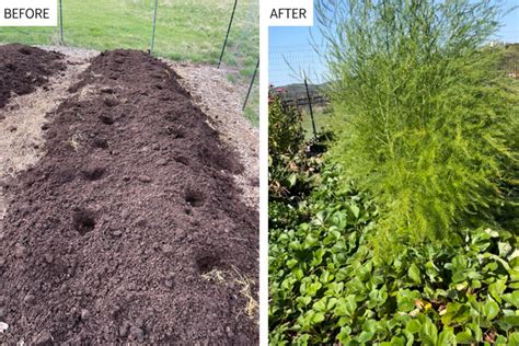 Creating a Delicious and Nutritious Strawberry and Asparagus Bed