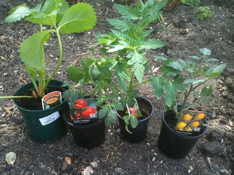 strawberry and tomato plants together