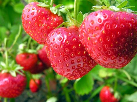 strawberry chilling requirements