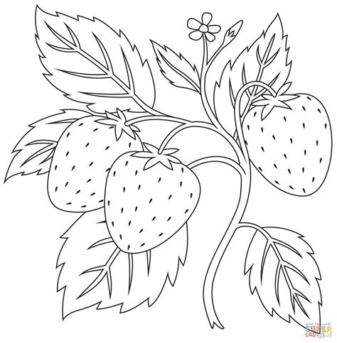 strawberry coloring page