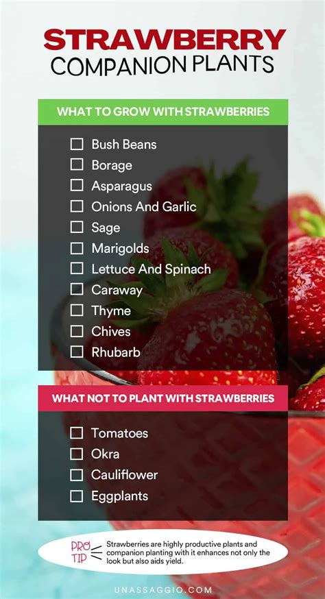 strawberry companion planting chart