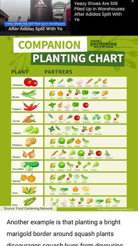 Companion Planting Charts for Strawberries: A Comprehensive Guide
