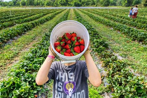 Strawberry Farm Attire