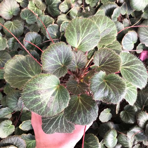 strawberry geranium in gardens