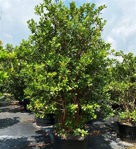 strawberry guava tree
