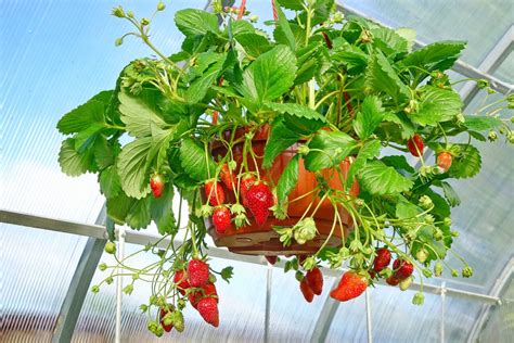 strawberry hanging basket
