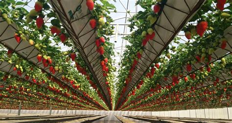 strawberry in vertical farming