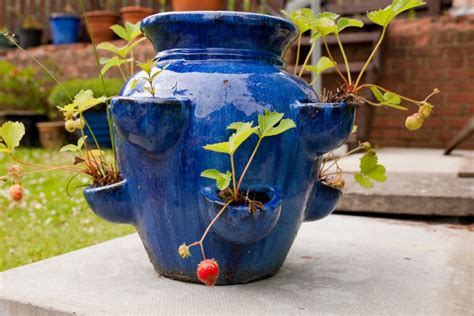 strawberry jar planter
