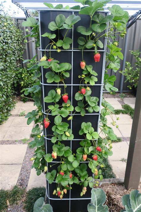 strawberry planter tower