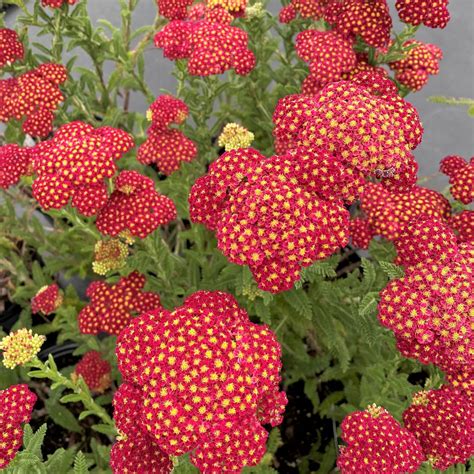 strawberry seduction yarrow