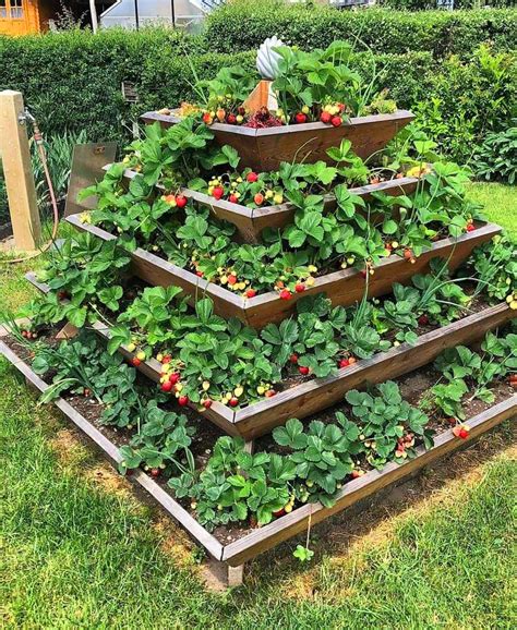strawberry tiered planter