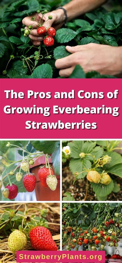 strawberry tree pros and cons
