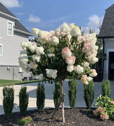 strawberry vanilla hydrangea pruning
