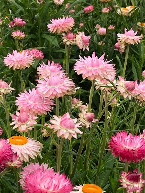 strawflower