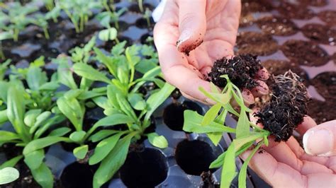 strawflower seedlings