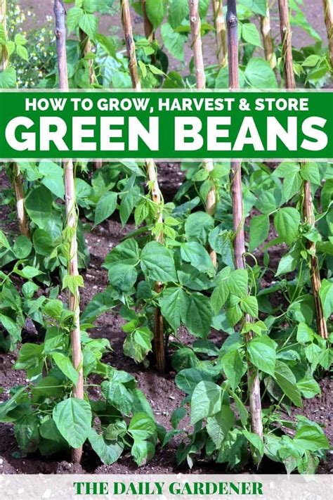 string beans gardening tips