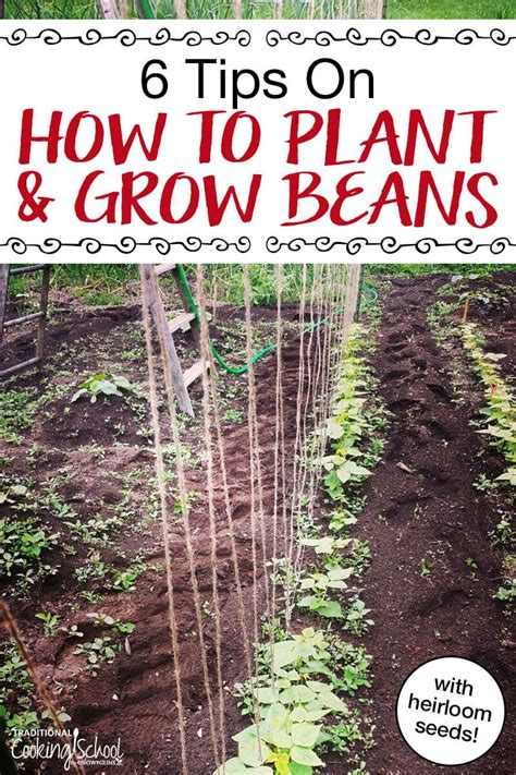 string beans gardening tips