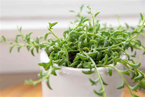 string of dolphin plant