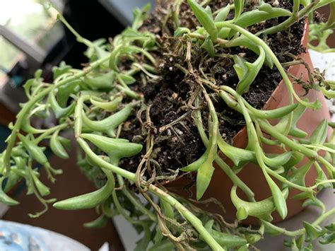 string of dolphins dying