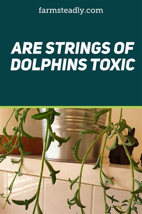 string of dolphins toxic to cats