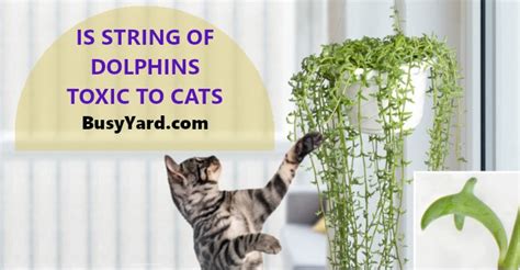 string of dolphins toxic to cats