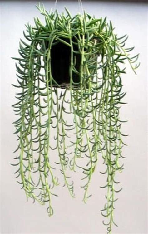 string of fishhooks