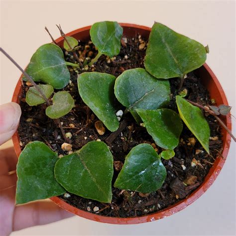 string of hearts orange river