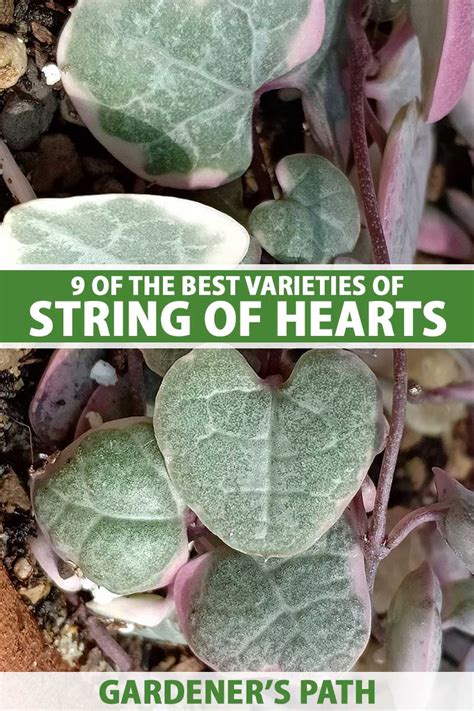 string of hearts varieties