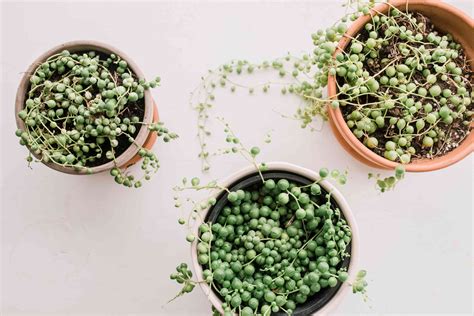 string of pearls cactus