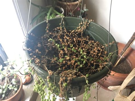 string of pearls drying up