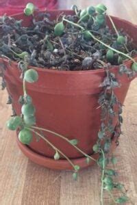 string of pearls dying