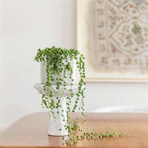 string of pearls for sale