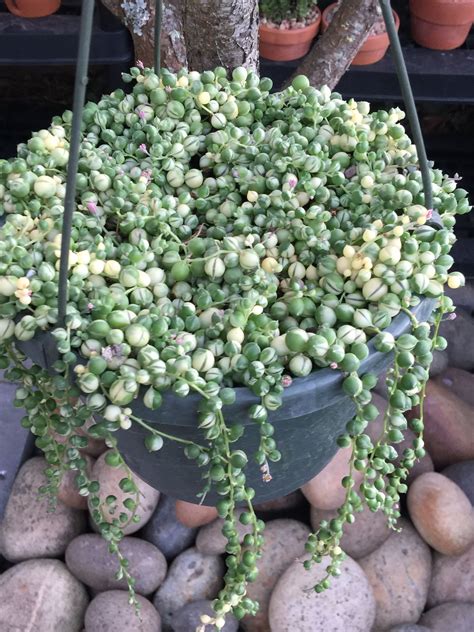 string of pearls plant online