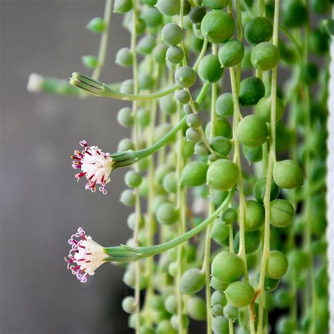 string of pearls plant online